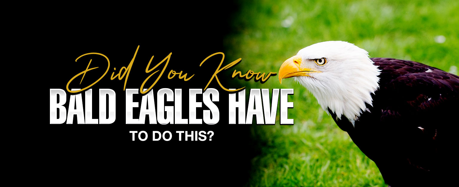 MyPatriotsNetwork-Did You Know Bald Eagles Have To Do This? – July 28, 2021 Update
