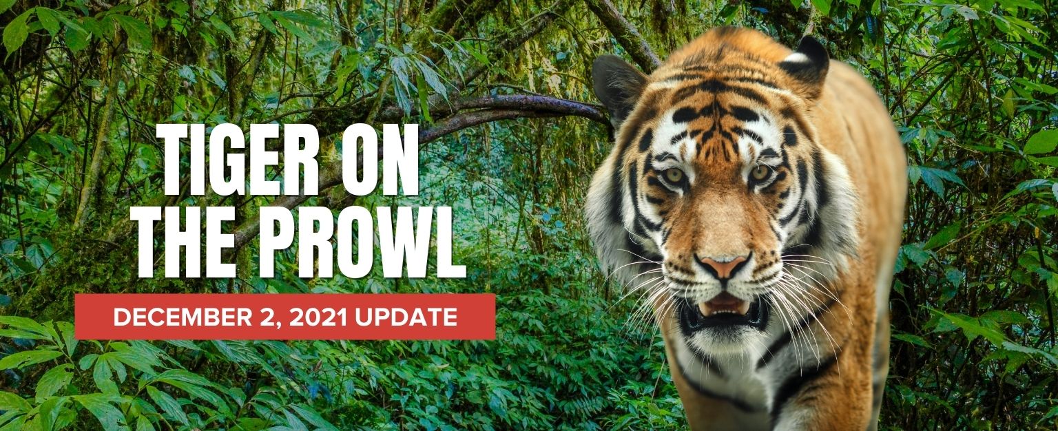 MyPatriotsNetwork-Tiger On The Prowl – December 2, 2021 Update