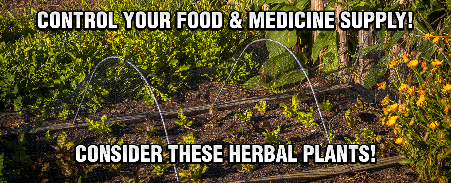 MyPatriotsNetwork-Control Your Food & Medicine Supply! Consider These Herbal Plants For Your Survival Garden