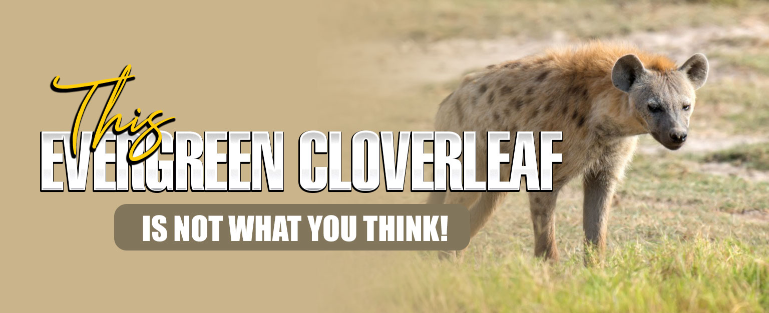 MyPatriotsNetwork-This Evergreen Cloverleaf Is NOT What You Think!- July 16, 2021 Update
