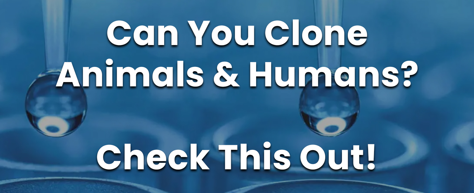 Do Clones Exist? Can You Clone Animals & Humans? Check This Out!