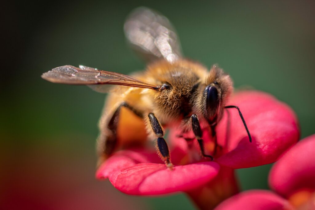 Honeybees are affected by power lines, study finds