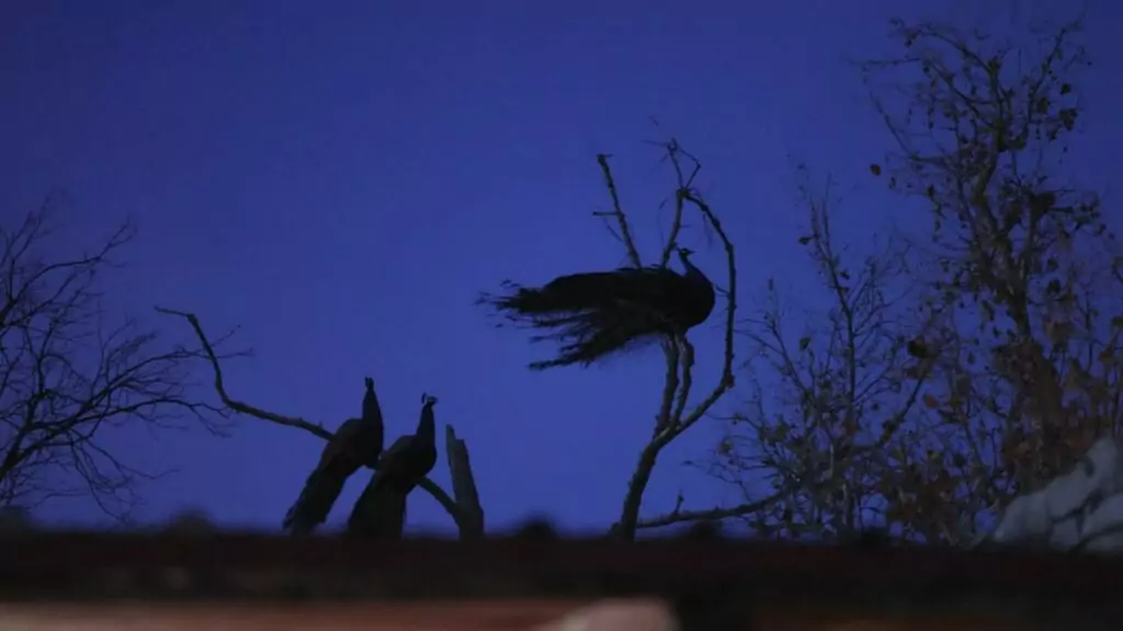 RichieFromBoston talks about how stars are what is told about them in the bible