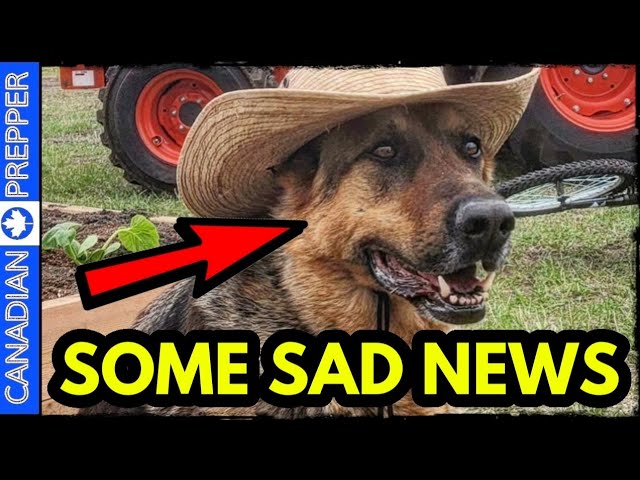 Canadian Prepper talks about how marshall the prepping dog is sick